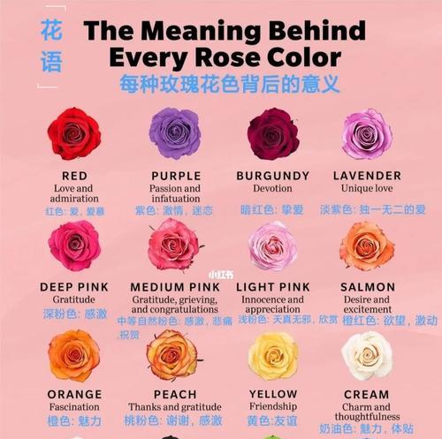 哪种玫瑰的花语是公认的？