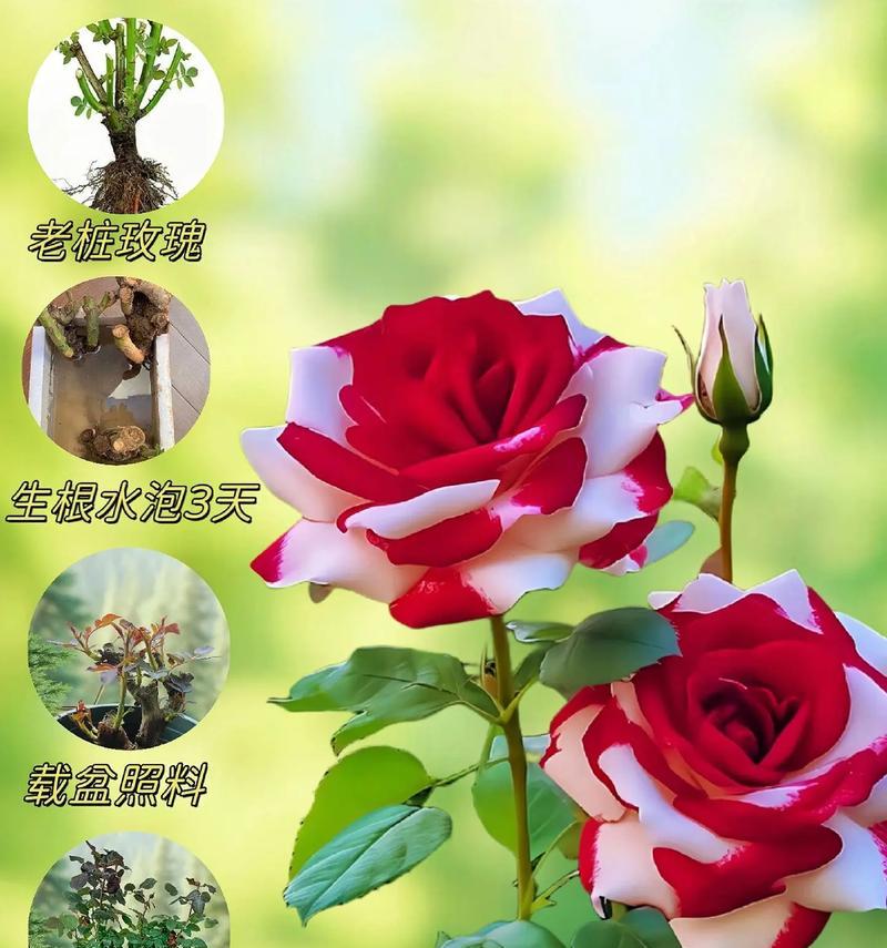 哪种玫瑰的花语是公认的？