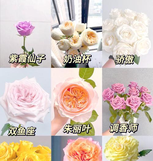 哪种玫瑰的花语是公认的？