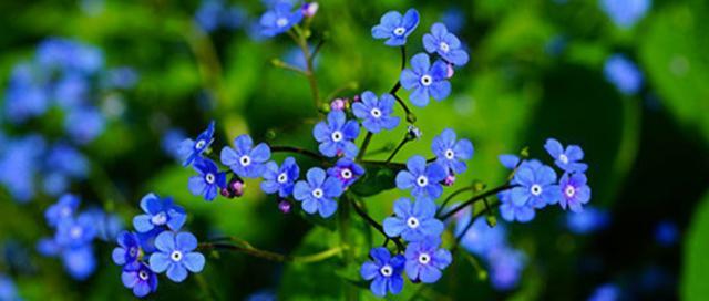四月七日的花语代表什么？