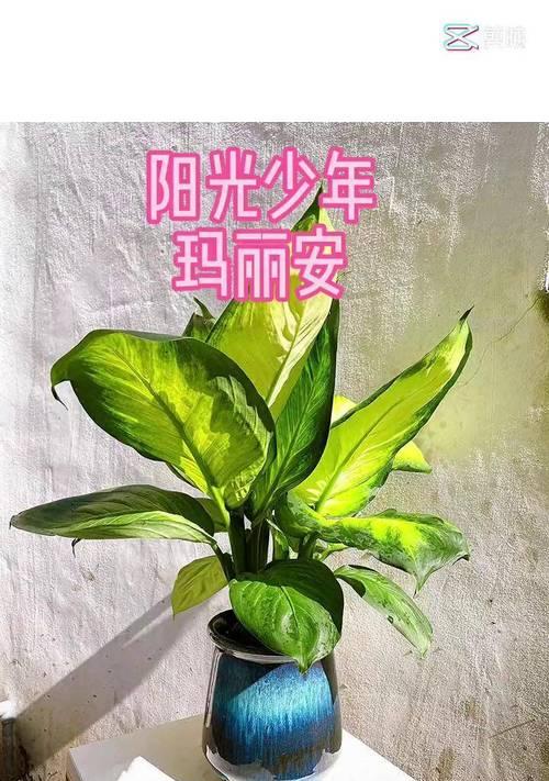 万年青的花语：生命力的象征与深层含义解读