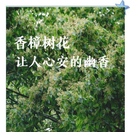 树木的花语和寓意有哪些？