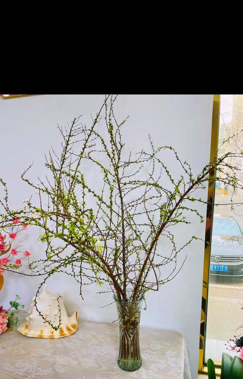 树木的花语和寓意有哪些？