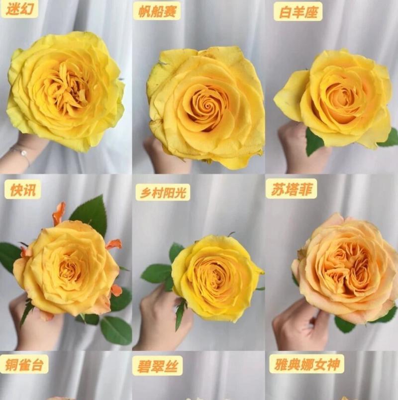 黄玫瑰与百合：爱情与纯洁的花语揭秘