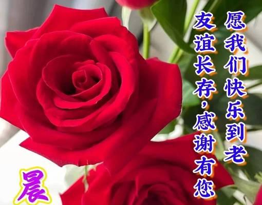 表达相逢的花语是什么？哪些花可以用来庆祝重逢？
