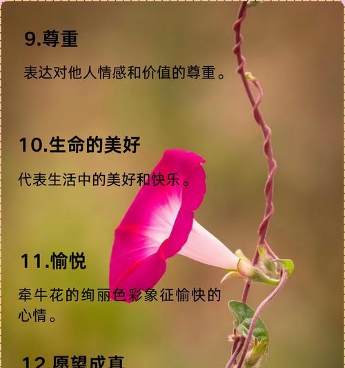 表达相逢的花语是什么？哪些花可以用来庆祝重逢？
