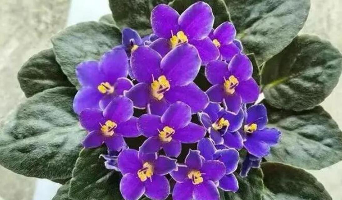 紫罗兰的寓意和花语是什么意思？