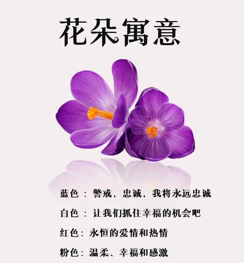 紫罗兰的寓意和花语是什么意思？