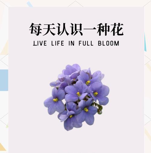 紫罗兰的寓意和花语是什么意思？
