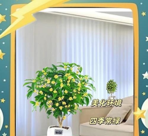 盆载桂花树的养护技巧是什么？