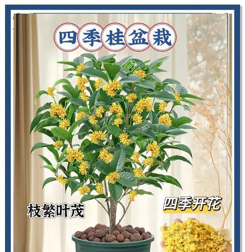 盆载桂花树的养护技巧是什么？