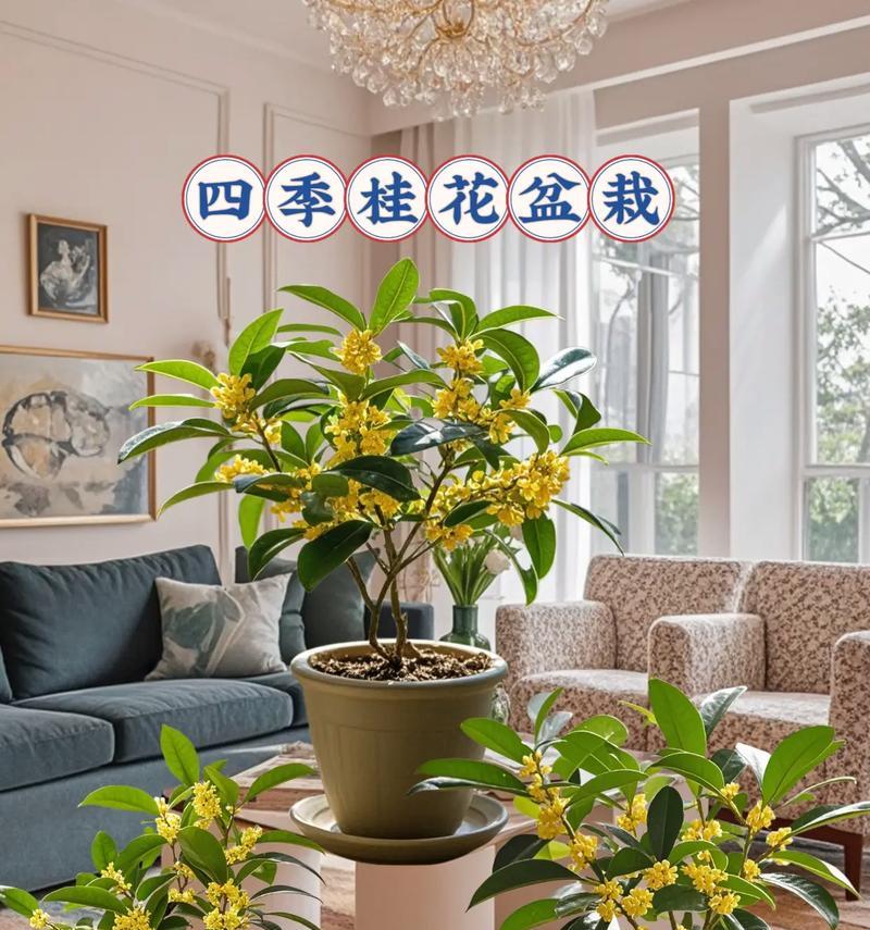 盆载桂花树的养护技巧是什么？