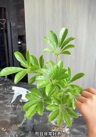 水培鸭脚木的养护方法有哪些？
