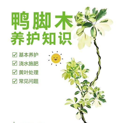 水培鸭脚木的养护方法有哪些？