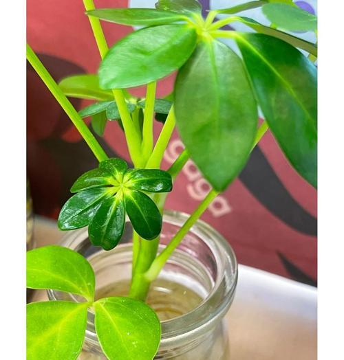 水培鸭脚木的养护方法有哪些？