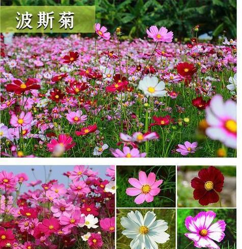播种期和光照时间如何影响波斯菊的生长发育？