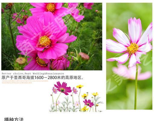 播种期和光照时间如何影响波斯菊的生长发育？
