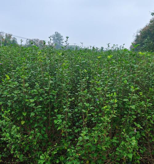 木槿花怎么养？养殖过程中需要注意什么？