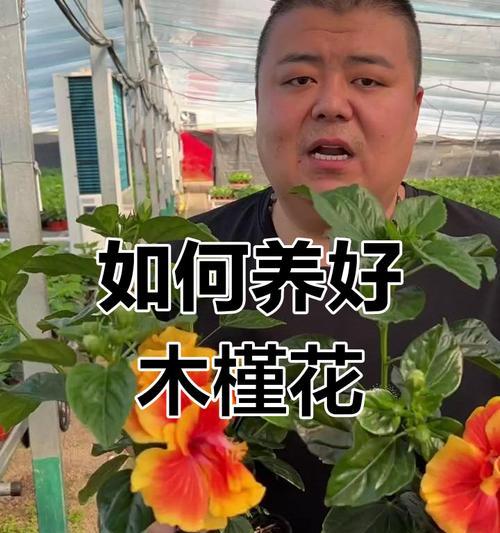 木槿花怎么养？养殖过程中需要注意什么？