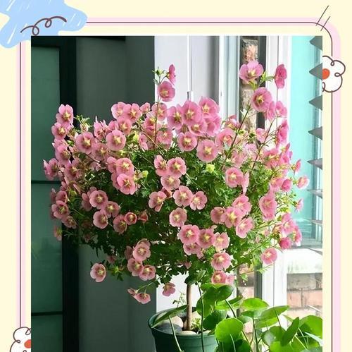 木槿花怎么养？养殖过程中需要注意什么？
