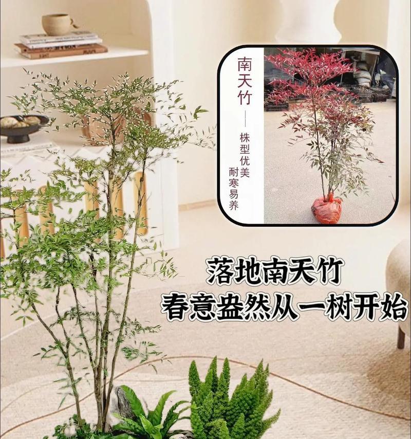 南天竹养护需要注意哪些事项？