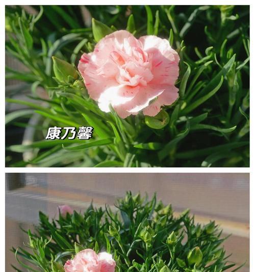 康乃馨如何耐寒抗冻？怎样让其开花香气更浓？