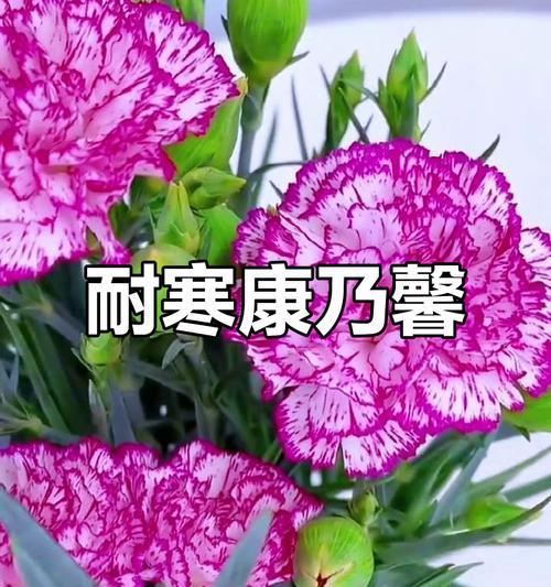 康乃馨如何耐寒抗冻？怎样让其开花香气更浓？