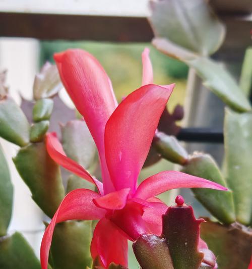 蟹爪兰如何持续开花？花后应该怎样操作？
