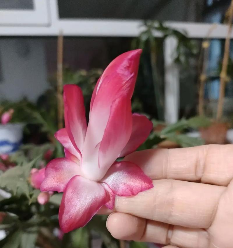 蟹爪兰如何持续开花？花后应该怎样操作？