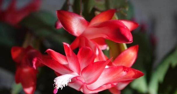蟹爪兰如何持续开花？花后应该怎样操作？