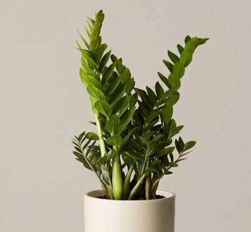 室内观叶植物花卉有哪些？如何养护？