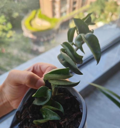 室内观叶植物花卉有哪些？如何养护？