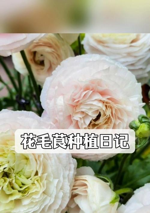 花毛茛种子如何种植？发芽过程中需要注意什么？