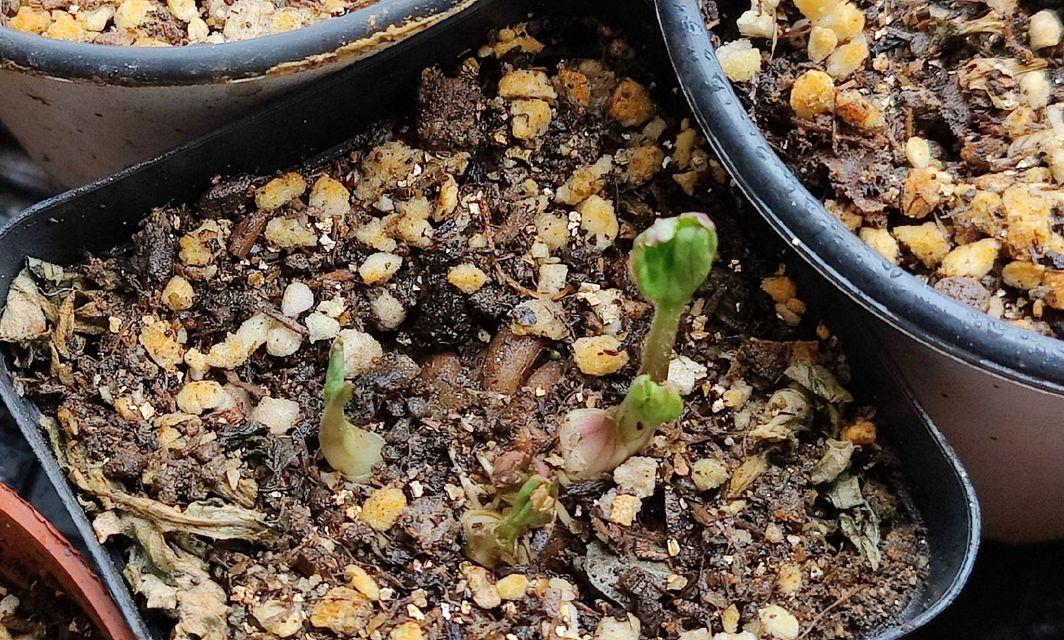 花毛茛种子如何种植？发芽过程中需要注意什么？