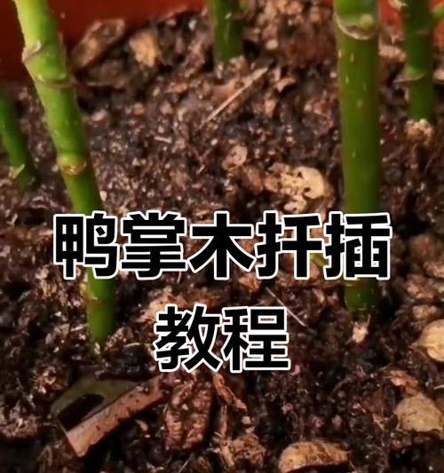 鸭掌木如何扦插？扦插过程中需要注意什么？