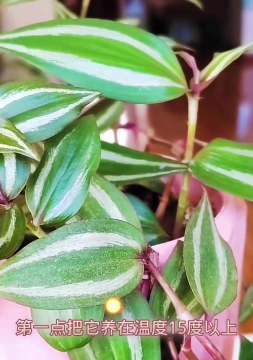 吊竹梅盆景如何打造？家居绿植新宠有什么特点？