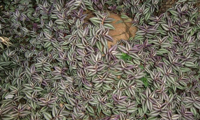 吊竹梅盆景如何打造？家居绿植新宠有什么特点？