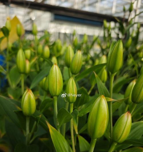 百合花为什么只长叶不开花？如何解决？