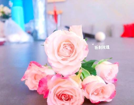 多头玫瑰有哪些品种？如何进行品种盘点？