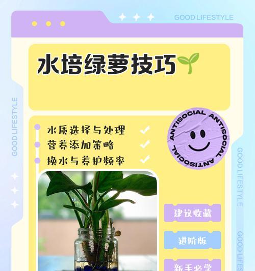 土培绿萝怎么养？有哪些方法？