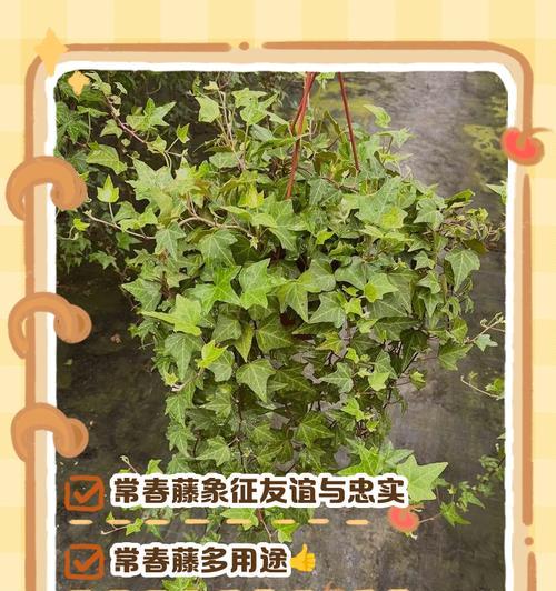 常春藤如何养护？养护过程中需要注意什么？