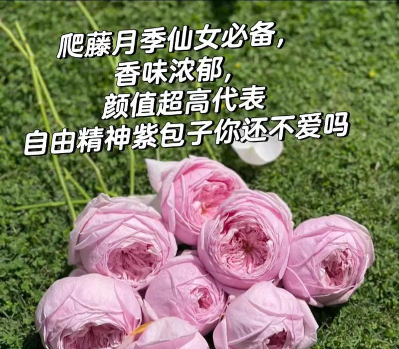 经典藤本月季有哪些品种？使用过程中需要注意什么？