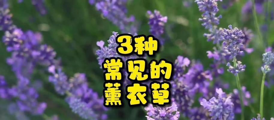 如何每天认识一种植物？薰衣草有什么特点？