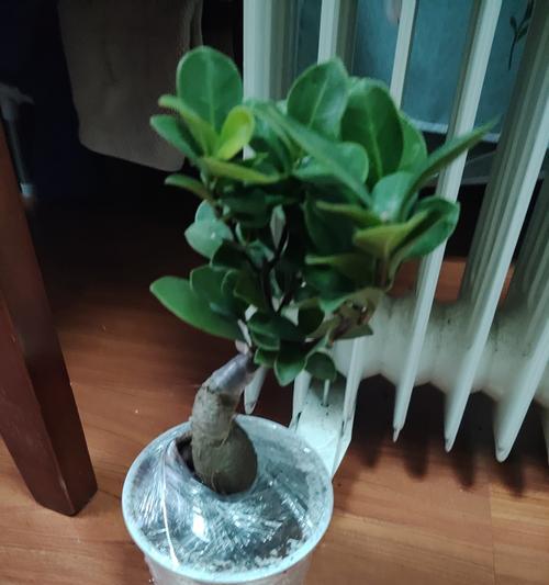 榕树盆景冬天会掉叶子吗？有什么解决方法？