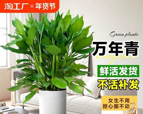 万年青大棵盆栽如何简单养护？怎样保持美观？