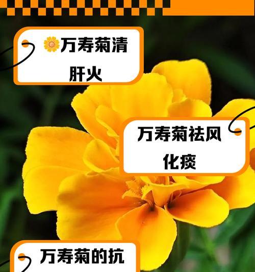 万寿菊怎么种植？开花时间是多久？