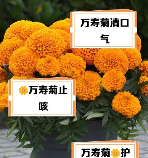 万寿菊怎么种植？开花时间是多久？