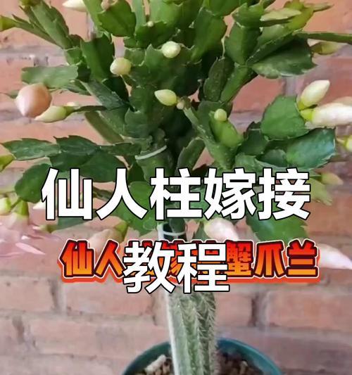 蟹爪兰养护有哪些技巧？如何轻松成为养花高手？