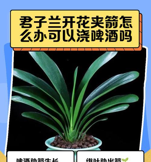 君子兰开花前需要哪些准备？夹箭问题如何处理？