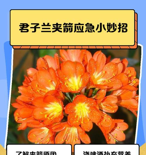 君子兰开花前需要哪些准备？夹箭问题如何处理？